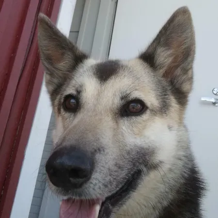 Vuotson Maja Bed and breakfast Vuotso