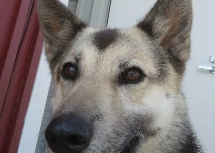 Vuotson Maja Bed & Breakfast Vuotso